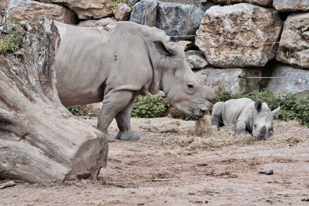 Rhinos at the Reid Park Zoo
